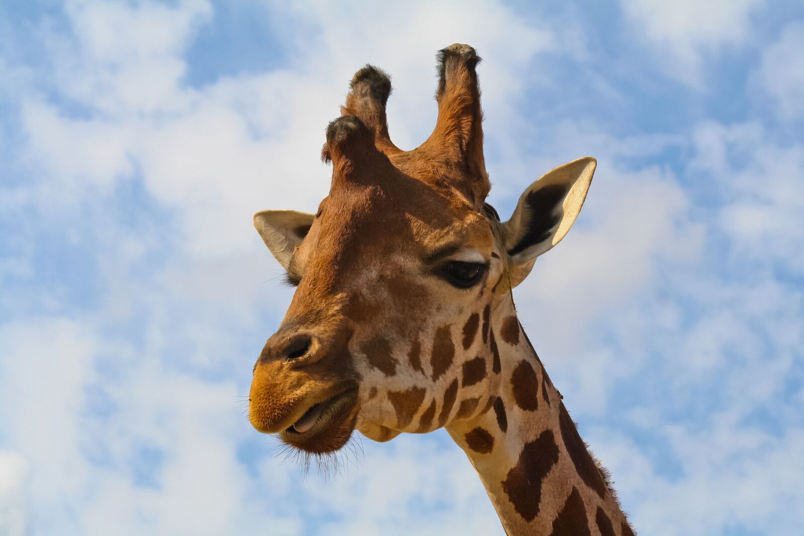 Canon EOS 350D (EOS Digital Rebel XT / EOS Kiss Digital N) sample photo. Giraffe, wild, animal photography