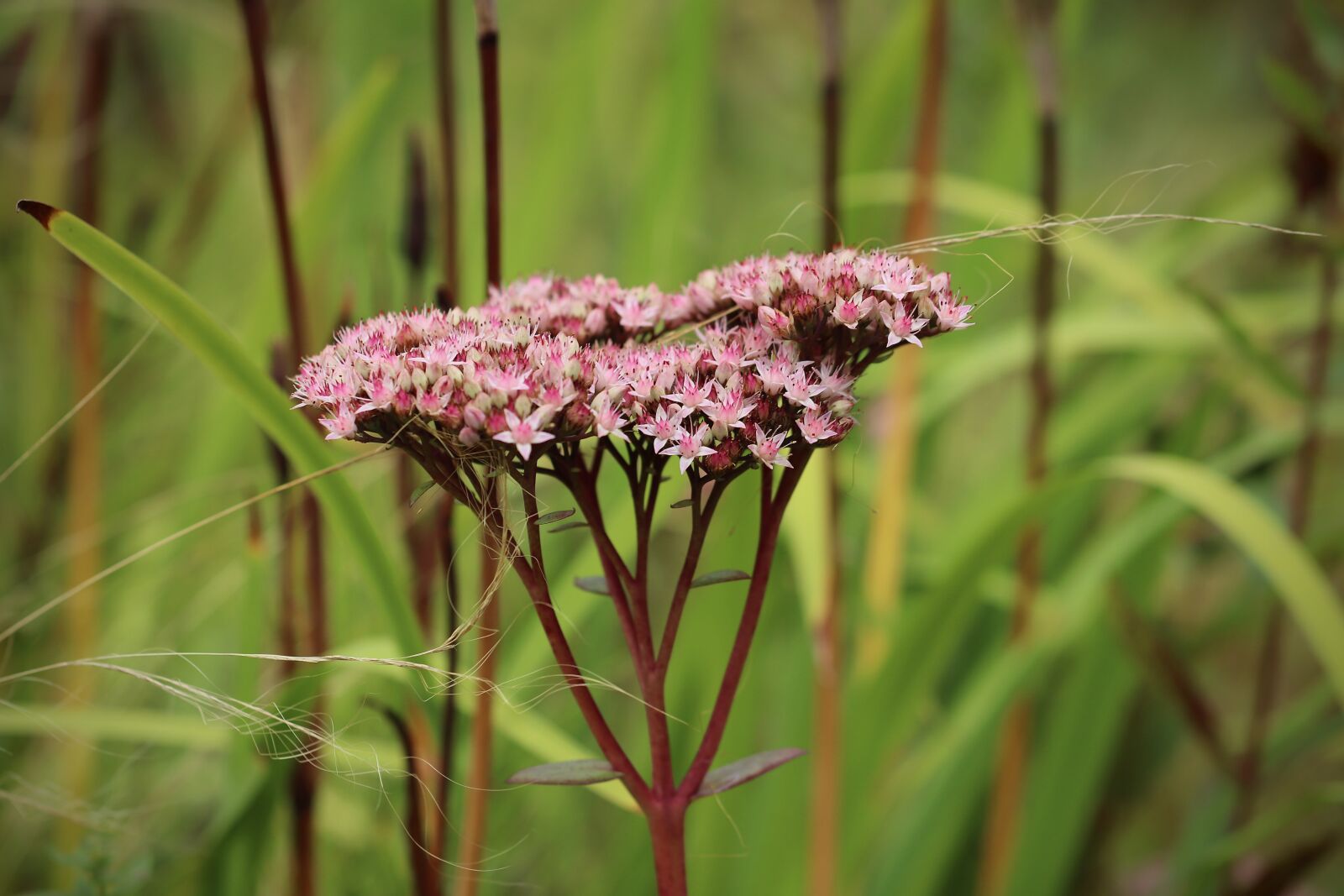 Canon EOS 800D (EOS Rebel T7i / EOS Kiss X9i) sample photo. Water hemp, eupatorium cannabinum photography
