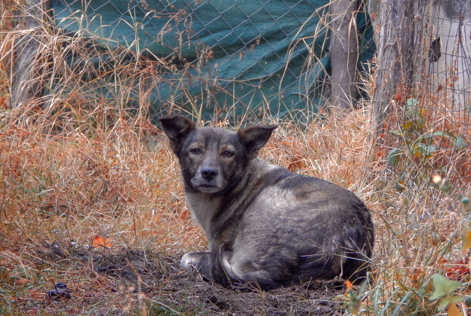 Nikon Coolpix L820 sample photo. Dog, animals, dogs photography