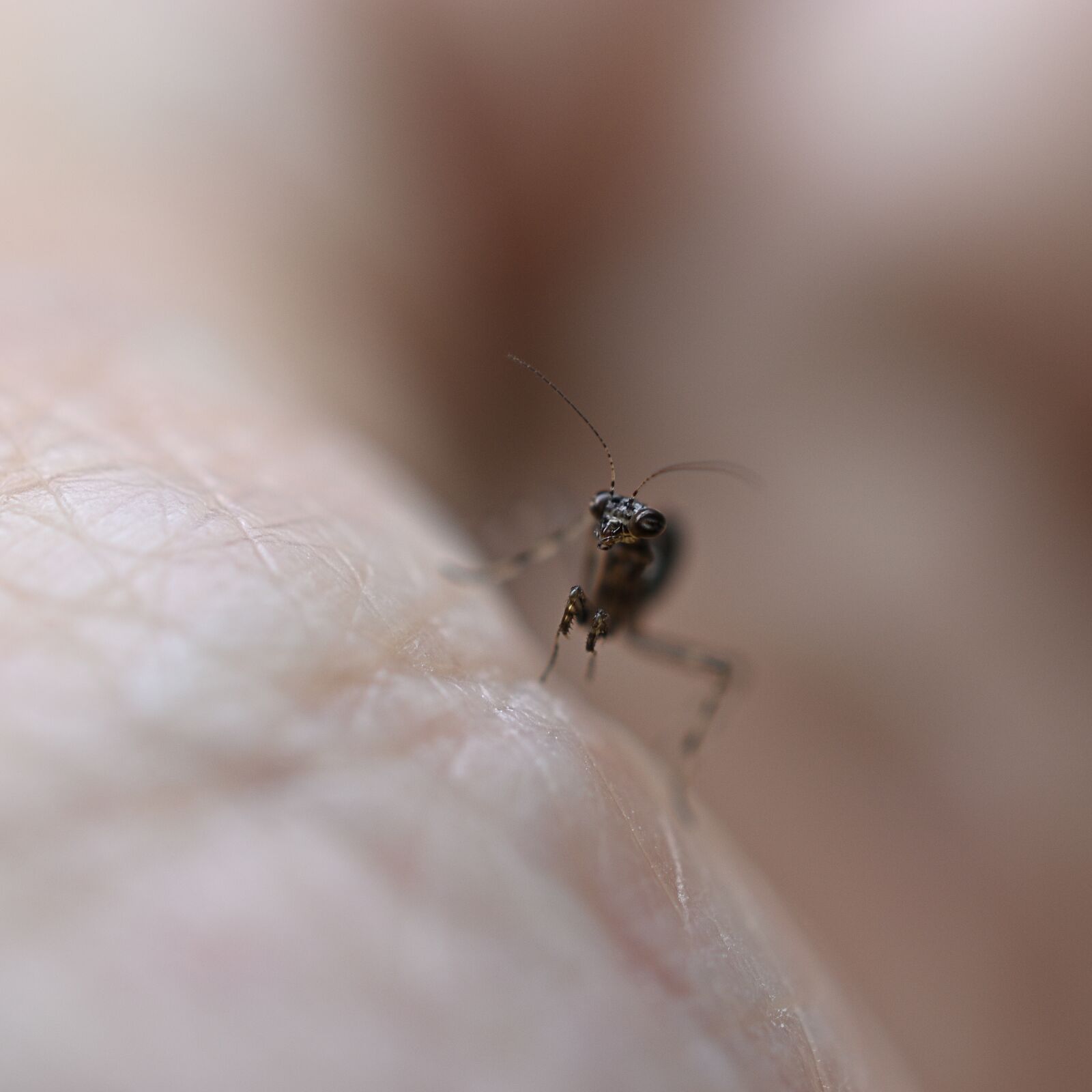 Nikon D3500 sample photo. Mantis, brown, black photography