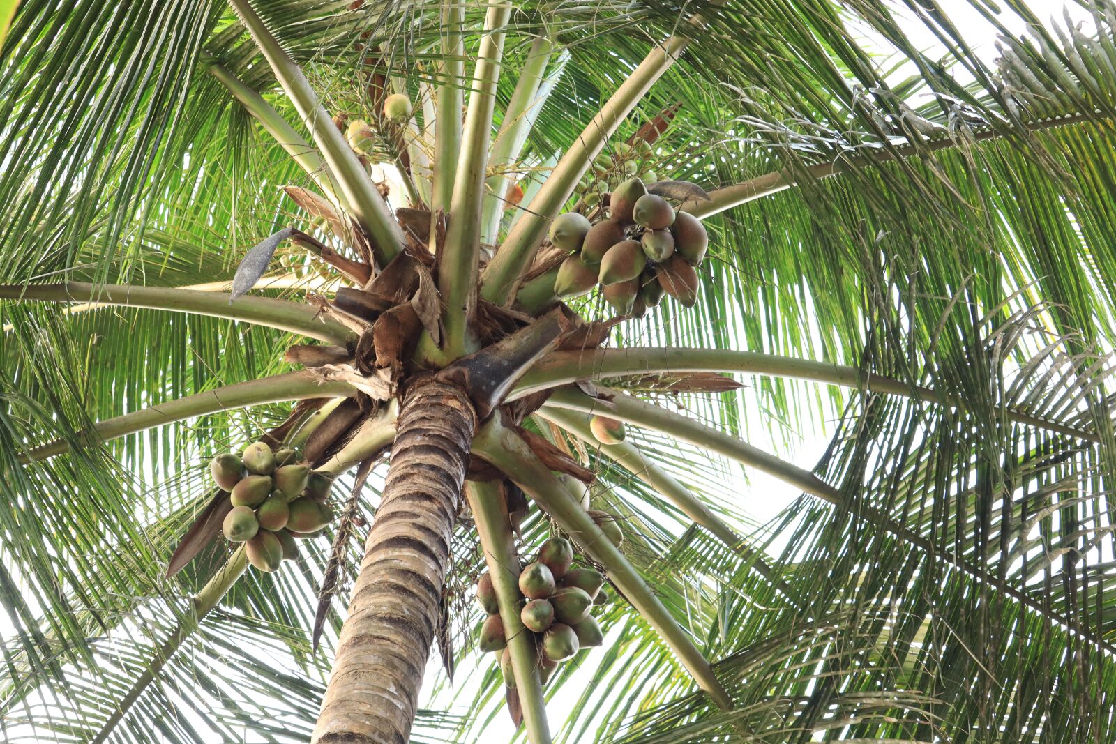 Canon EOS 250D (EOS Rebel SL3 / EOS Kiss X10 / EOS 200D II) sample photo. Palm tree, coconut tree photography
