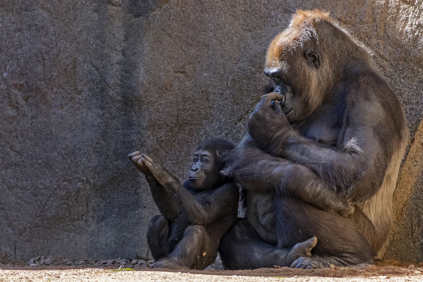 Nikon D3400 sample photo. Gorilla, monkey, zoo photography