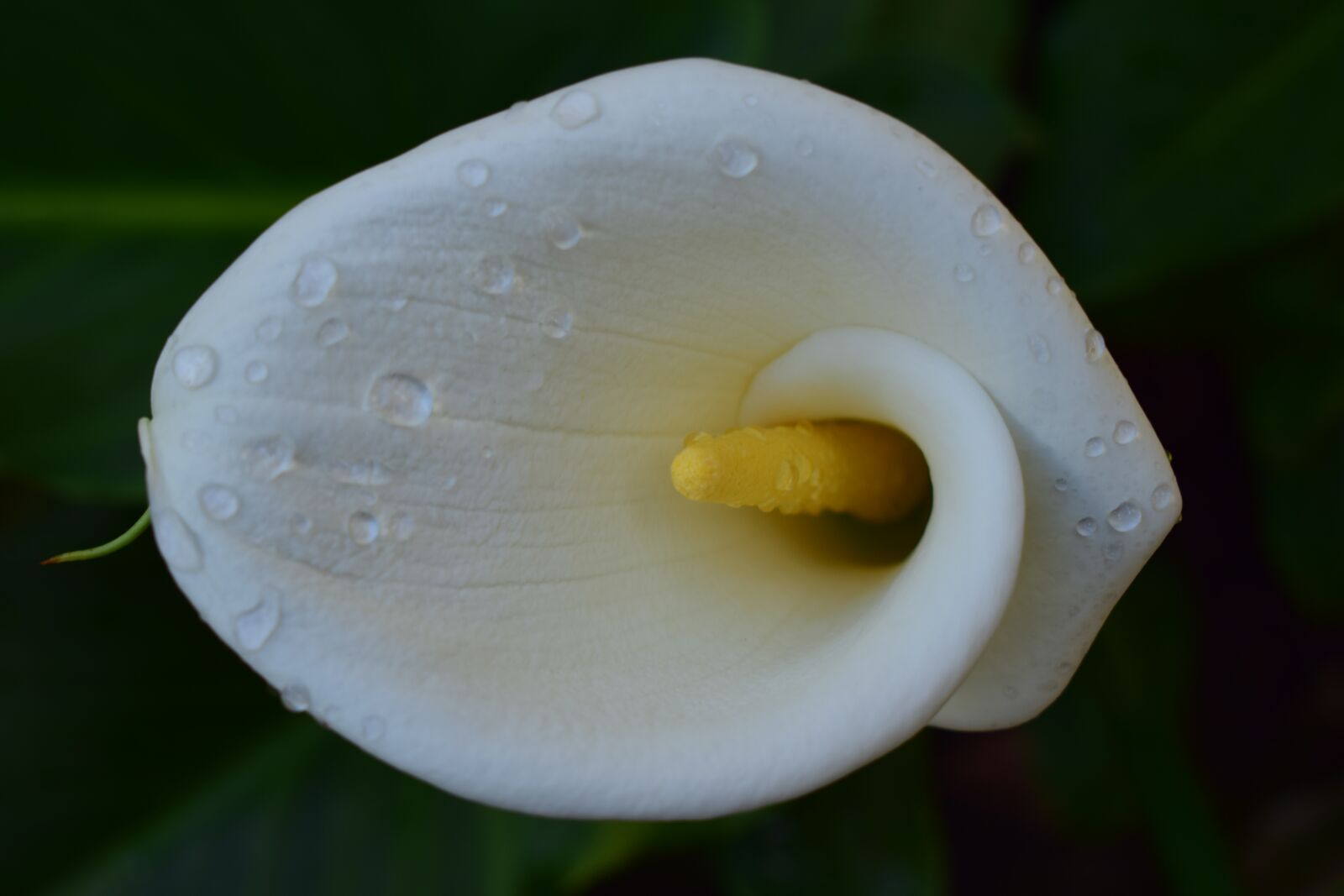 Nikon D5300 sample photo. Flower, alcatraz, whiteness photography