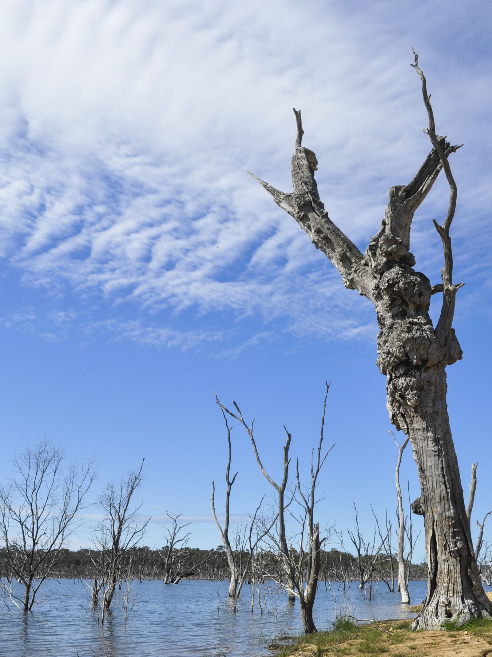Nikon D90 sample photo. Tree, nature, landscape photography