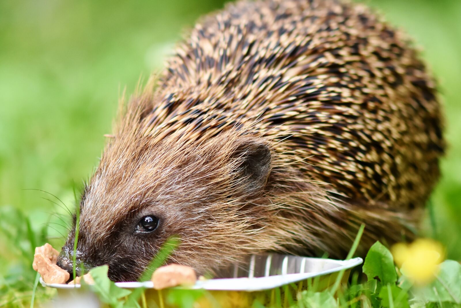 Nikon D7200 sample photo. Hedgehog, spur, hannah photography