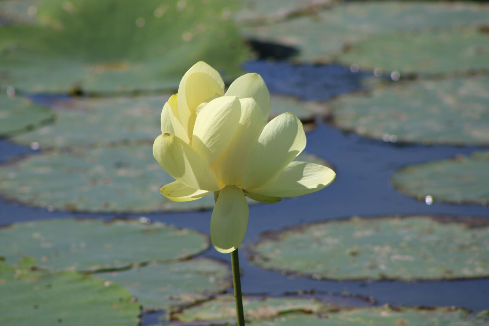 Canon EOS 2000D (EOS Rebel T7 / EOS Kiss X90 / EOS 1500D) sample photo. Lily pad, yellow flower photography