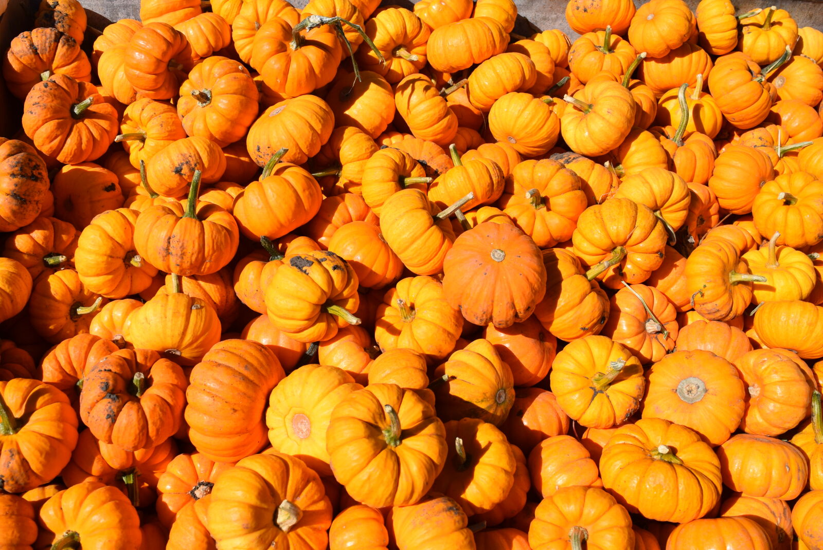 Nikon D3300 sample photo. Autumn, fall, pumpkin photography