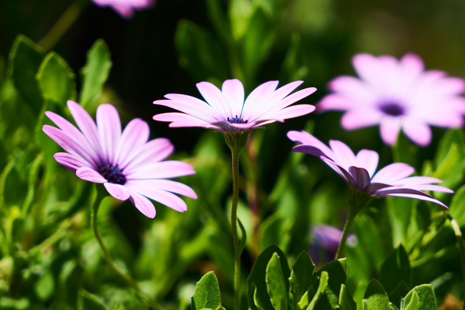 Sony a7R II sample photo. Flower, plant, daisy photography