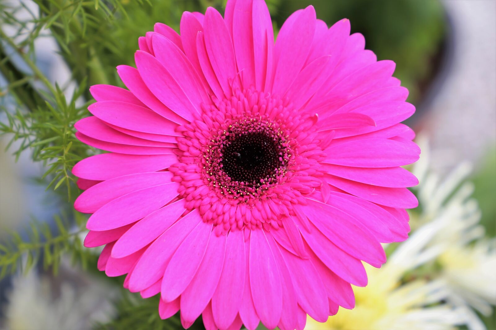 Canon EF 24-105mm F3.5-5.6 IS STM sample photo. Purple gerber, flower, plant photography
