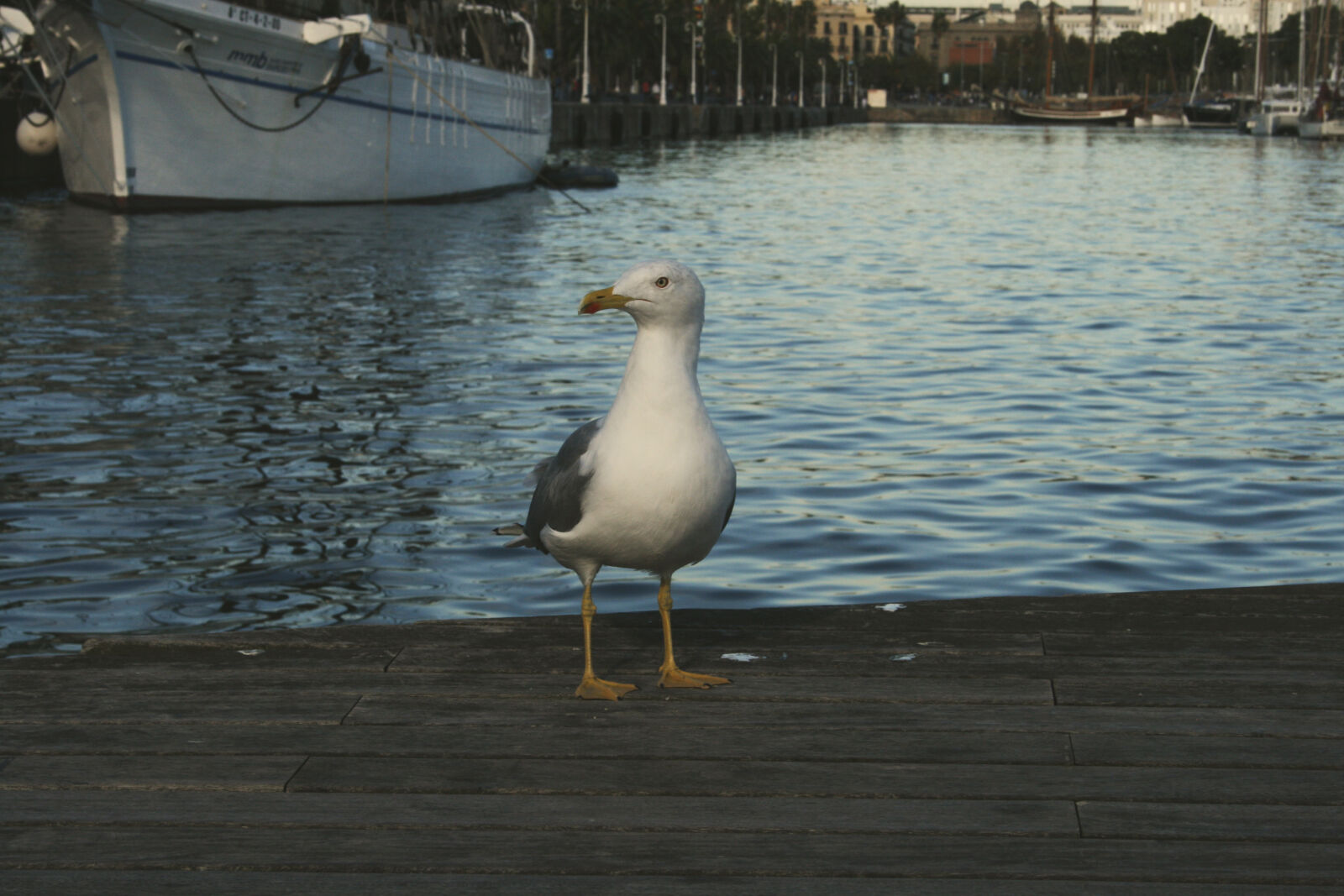 Canon EF-S 18-55mm F3.5-5.6 II sample photo. Animals, beach, bird, gull photography