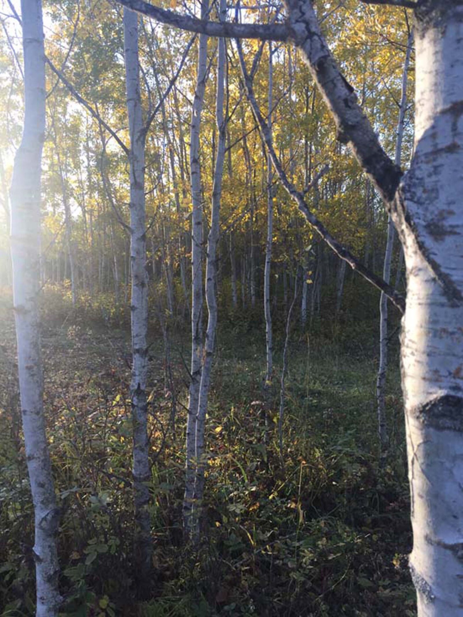 iPhone 6 back camera 4.15mm f/2.2 sample photo. Autumn, autumn, colours, birch photography