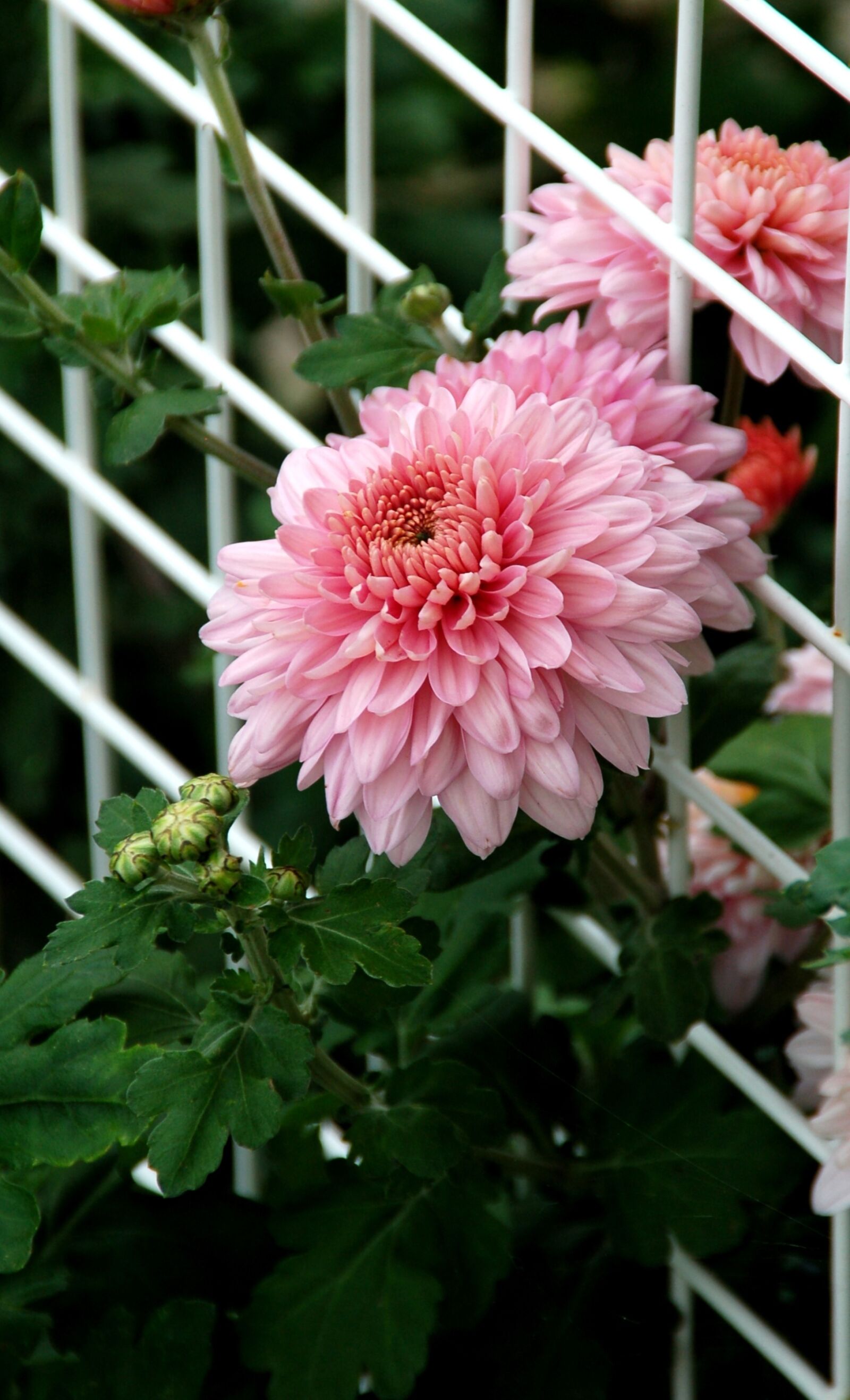 Nikon D50 sample photo. Dahlia, rack, white photography