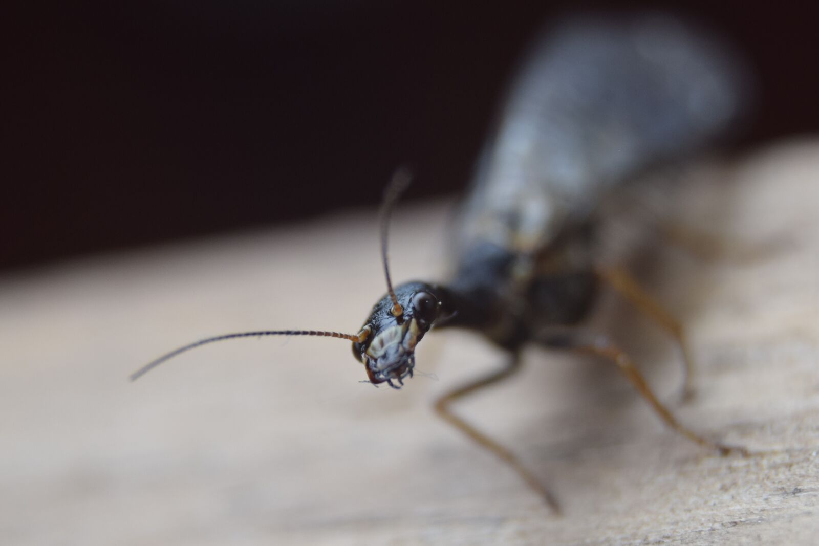 Nikon D3300 sample photo. Ant, insect, macro photography