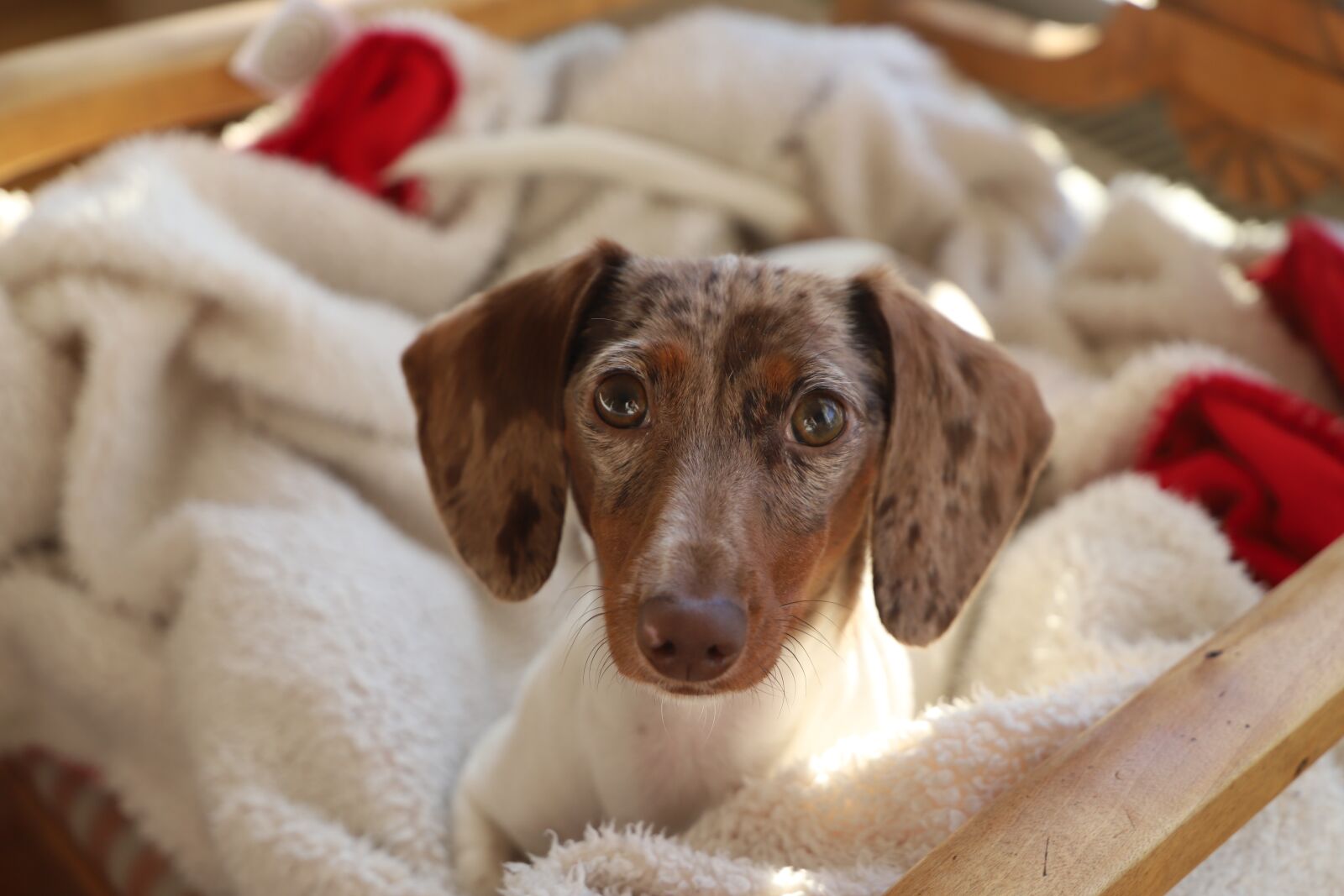 Canon EOS 6D Mark II sample photo. Cute, dog, animals photography