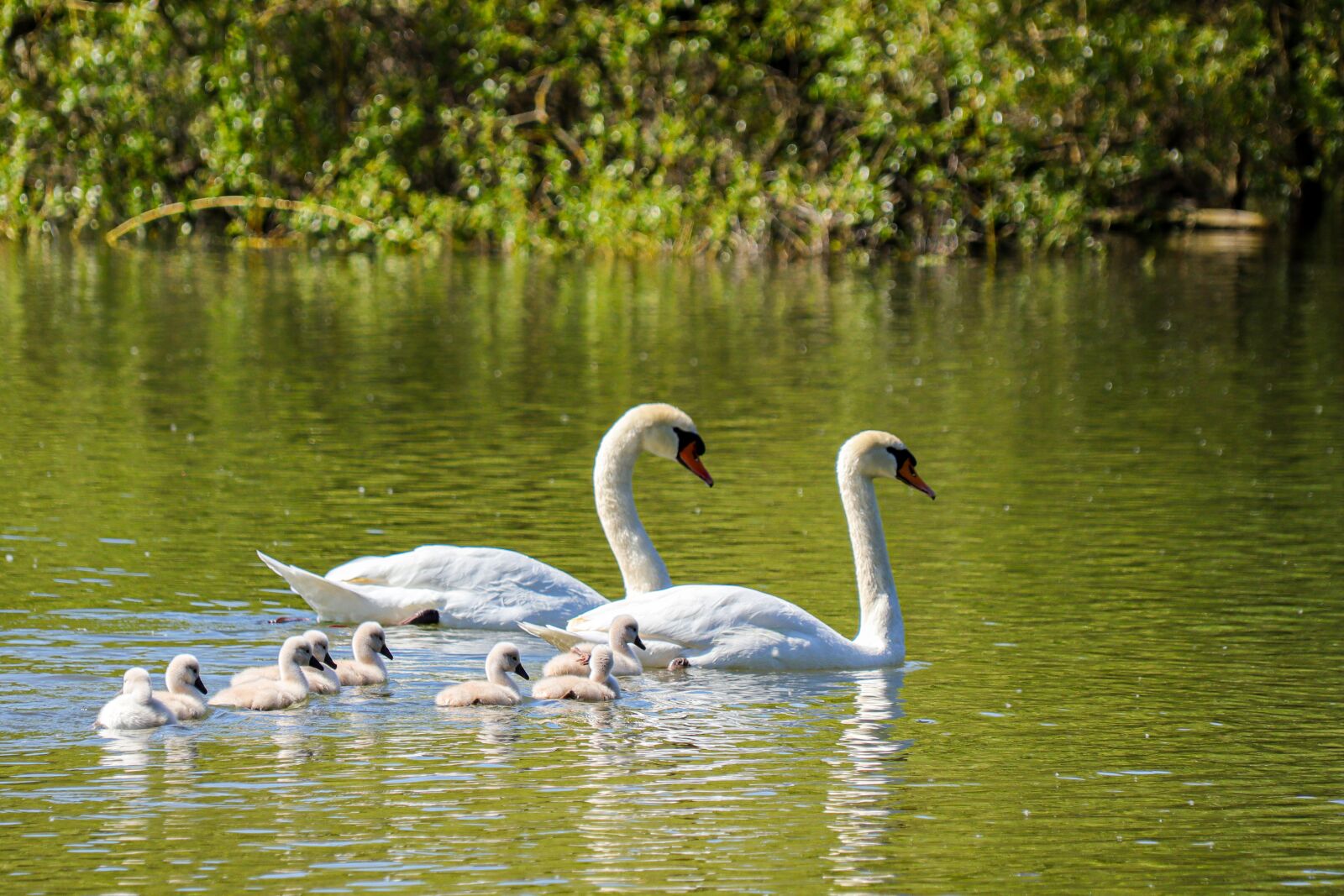 Canon EOS M50 (EOS Kiss M) sample photo. Swan, family, chicken photography