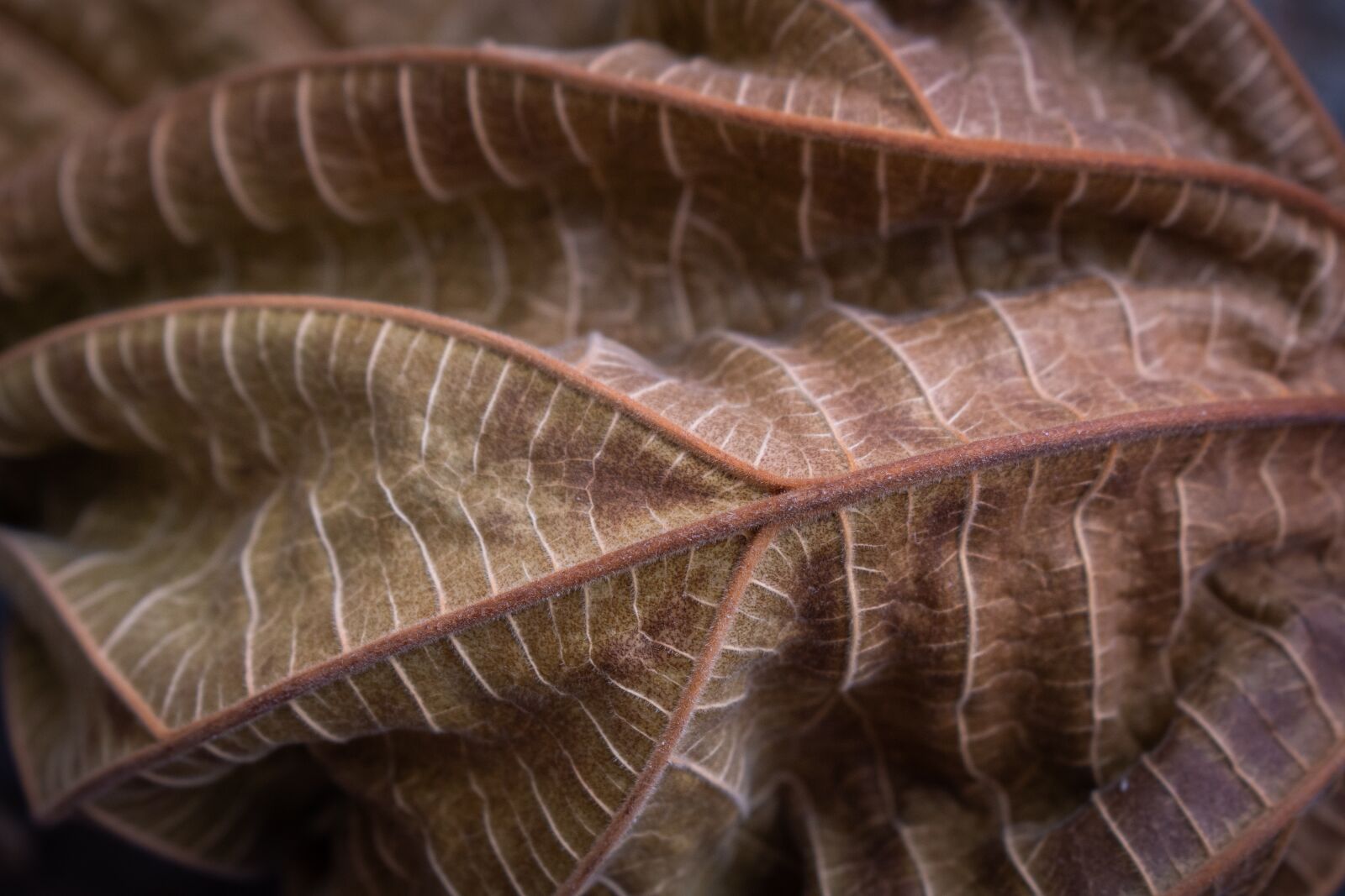 Nikon D7200 sample photo. Sheet, autumn, leaves photography