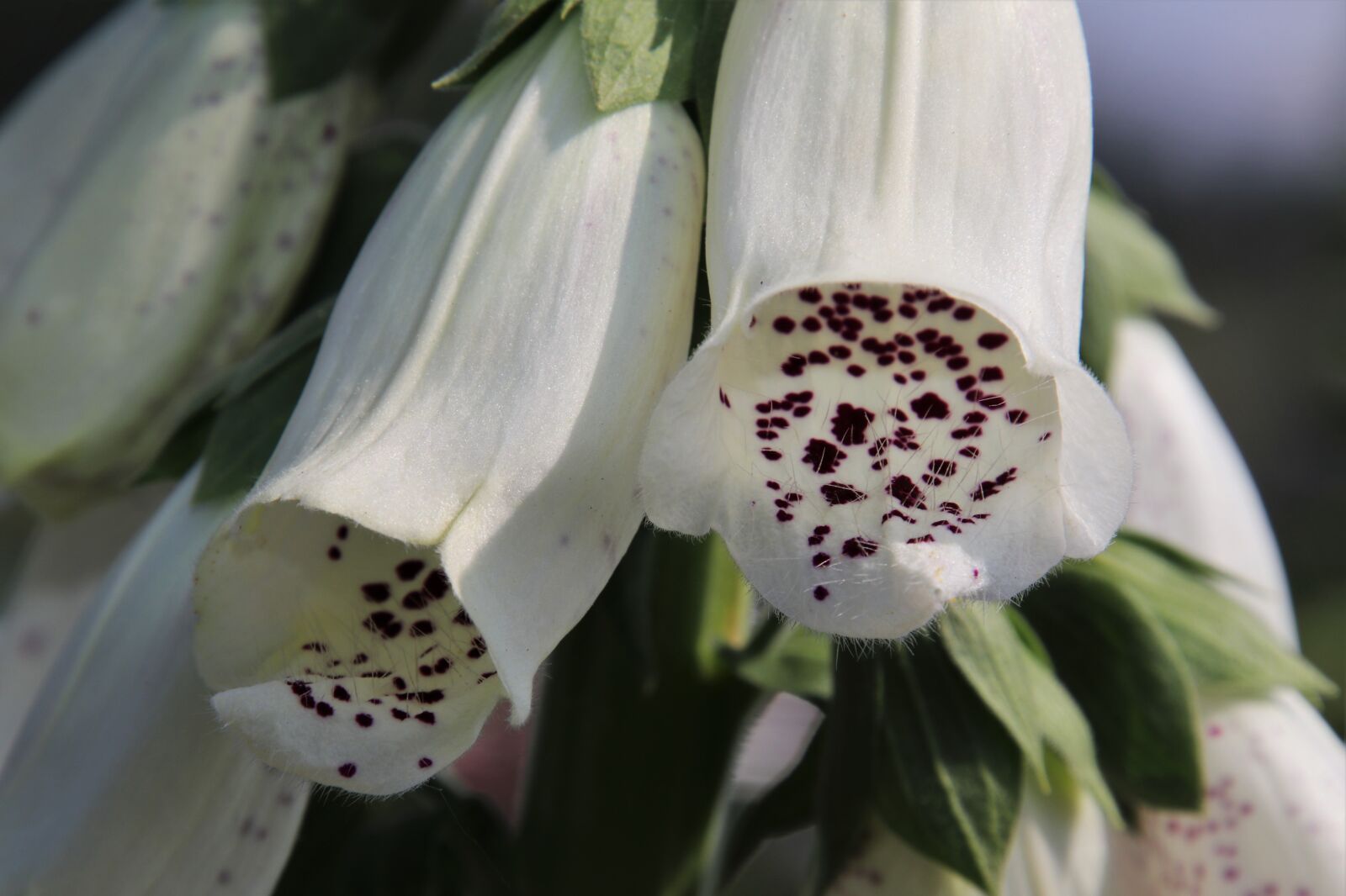 Canon EOS 80D sample photo. Foxglove, cinquefoil, toxic photography