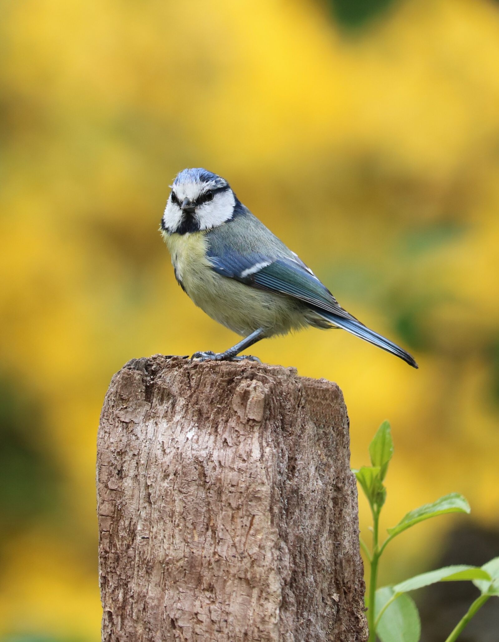 Canon EOS 750D (EOS Rebel T6i / EOS Kiss X8i) sample photo. Blue tit, garden bird photography