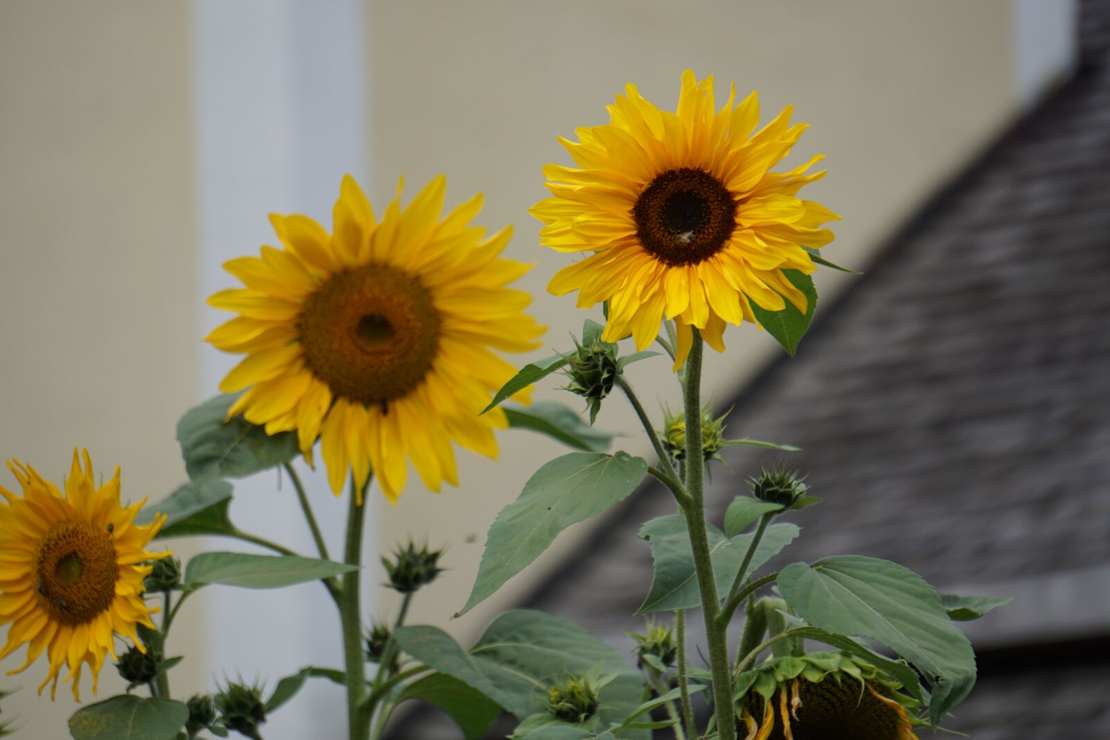 Sony E 55-210mm F4.5-6.3 OSS sample photo. Sunflower, house, flowers photography