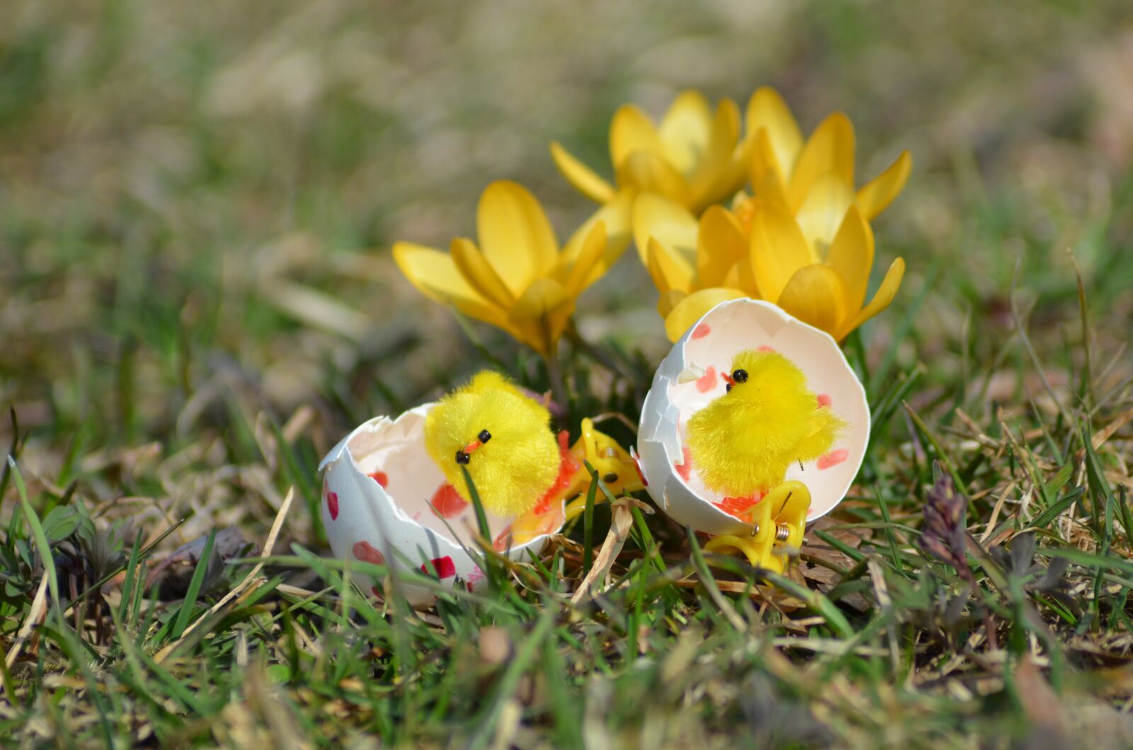 Nikon D7000 sample photo. Easter, påskkyckling, happy photography