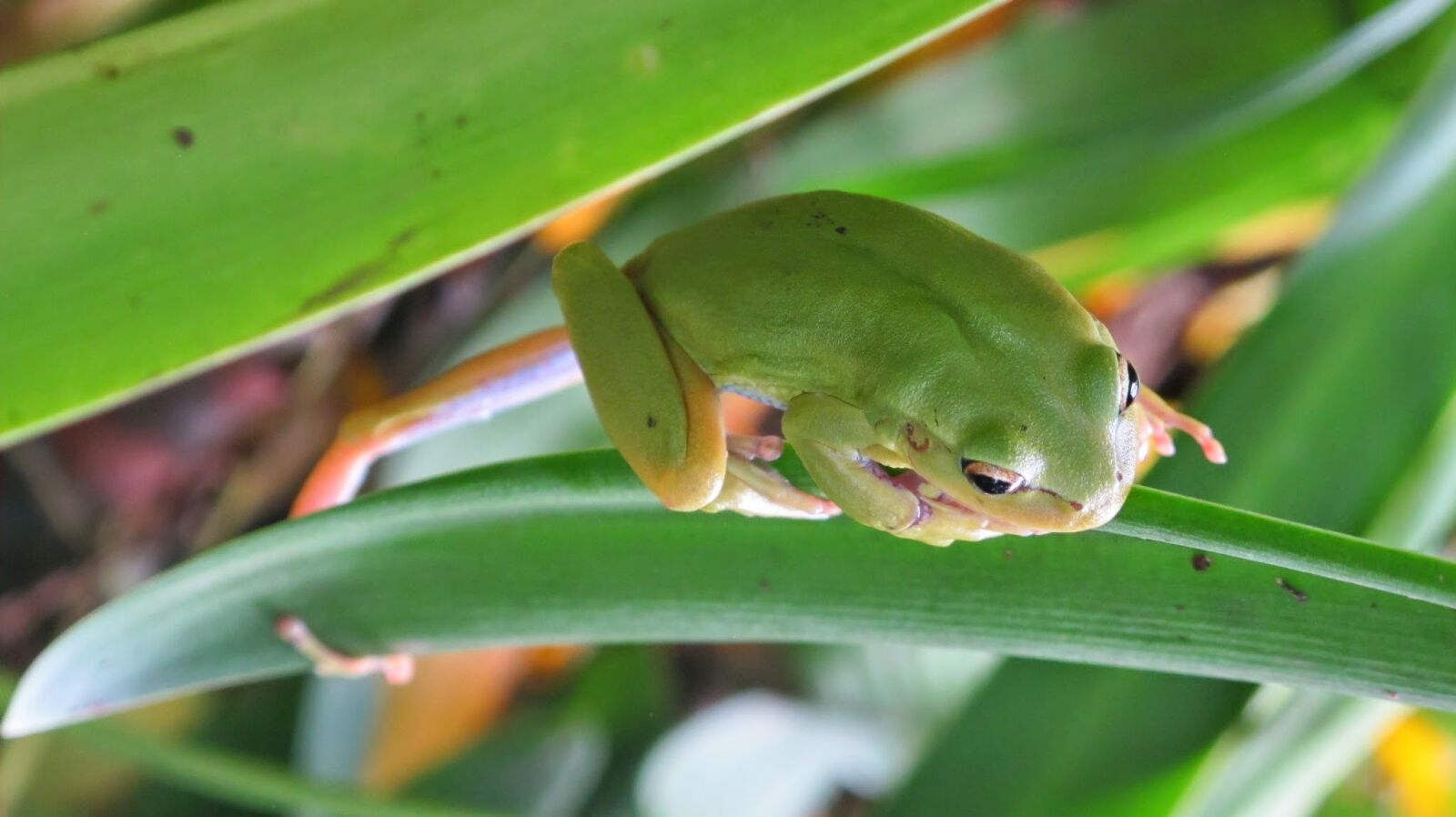 Canon PowerShot G11 sample photo. Toad, frog, green photography