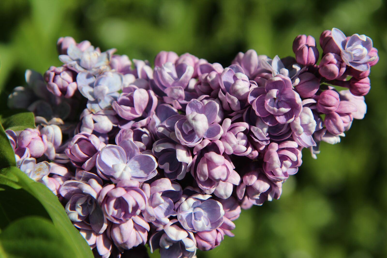 Canon EOS 600D (Rebel EOS T3i / EOS Kiss X5) sample photo. Lilac, lilac purple, spring-flowering photography