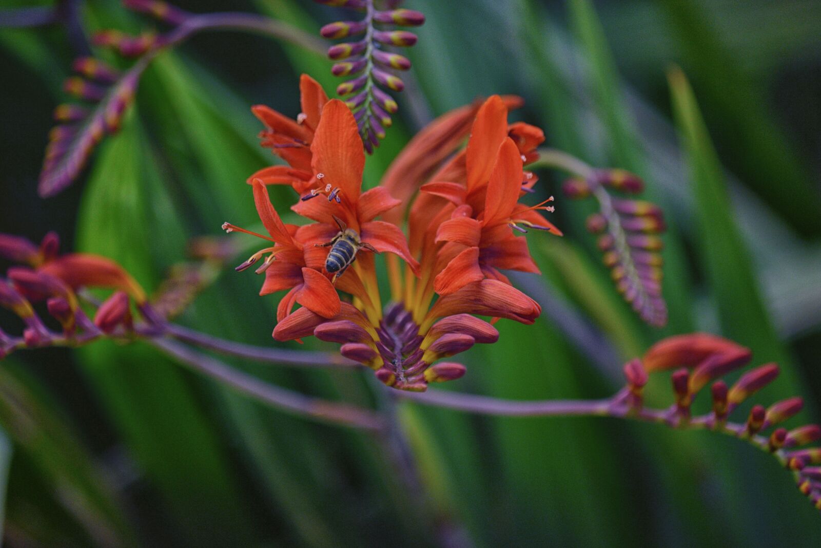 Nikon D5200 sample photo. Abeille, fleur, insecte, la photography