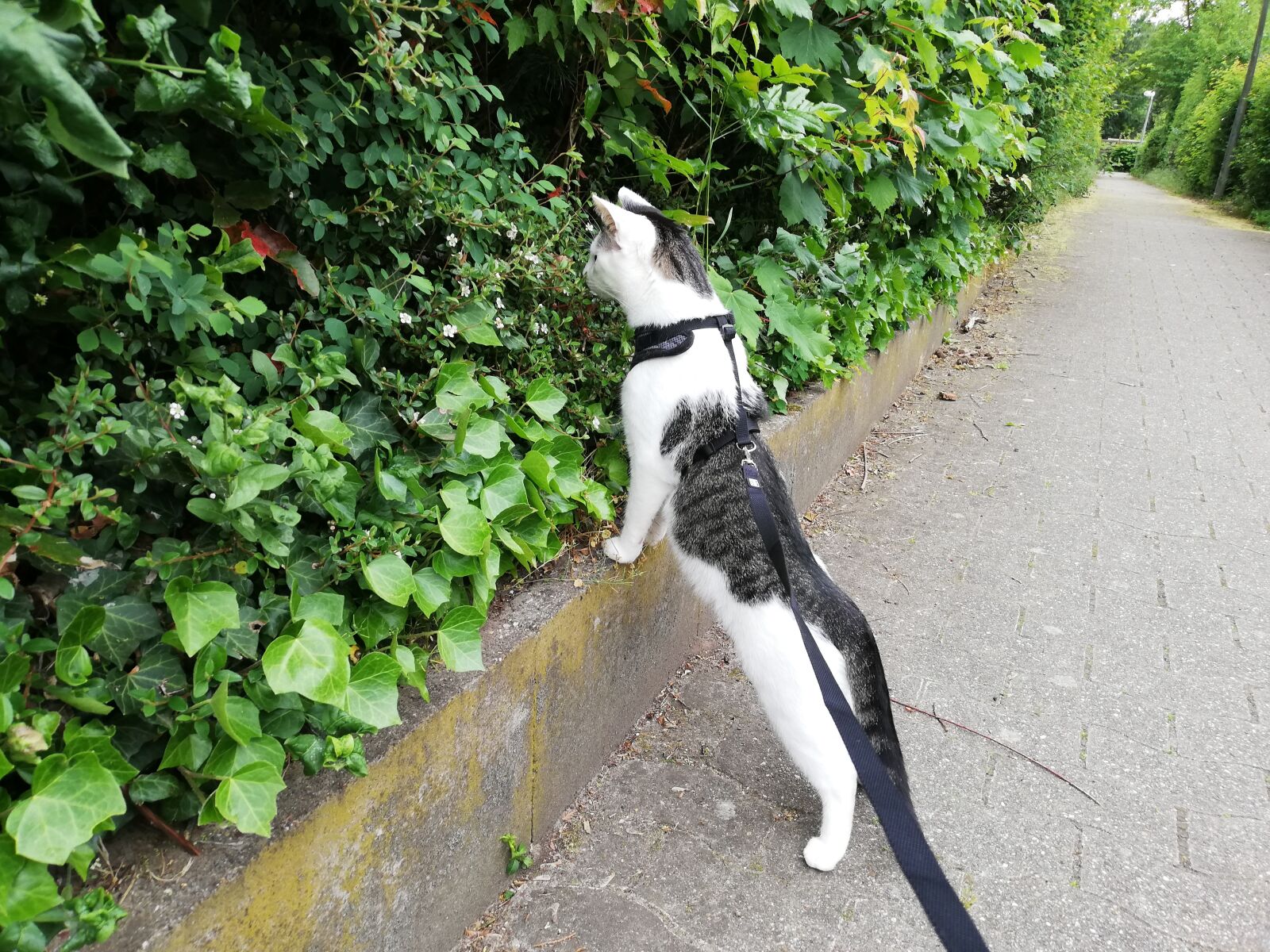 HUAWEI P20 lite sample photo. Cat, leash, tableware photography