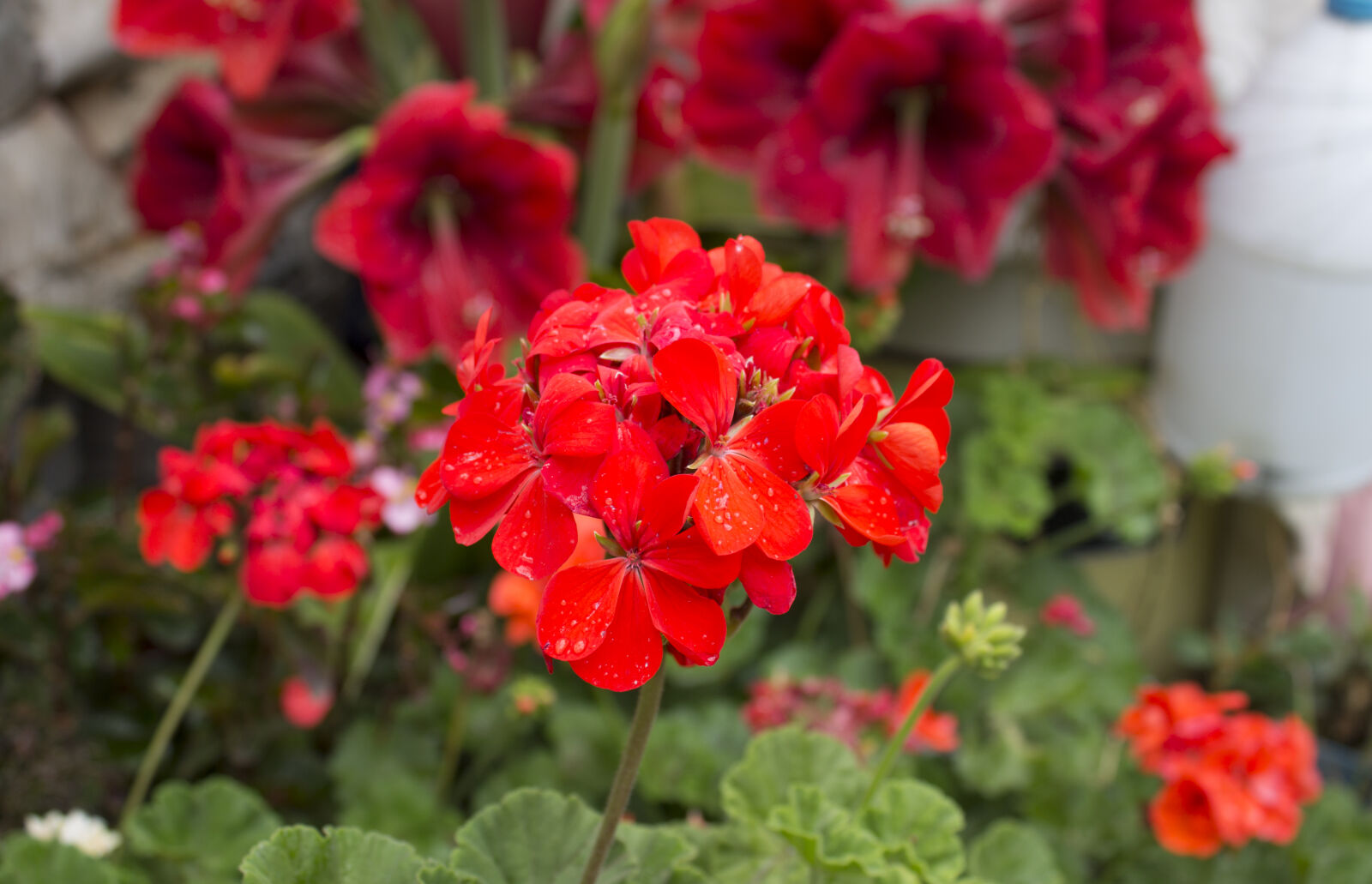 Canon EOS 1100D (EOS Rebel T3 / EOS Kiss X50) sample photo. Flower, red photography