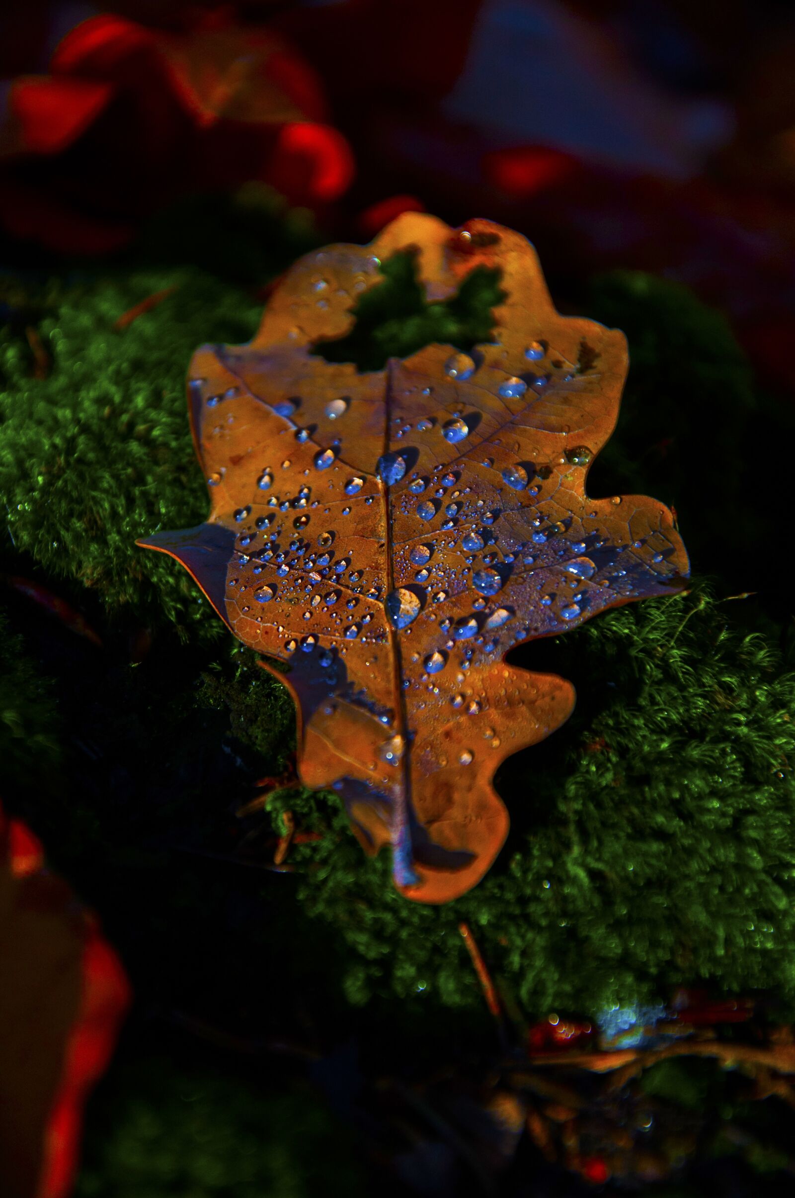Nikon D90 sample photo. Autumn, leaf, forest photography