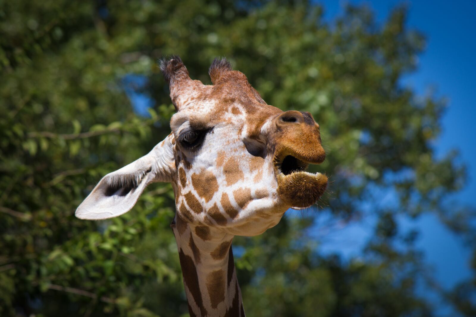 Canon EF-S 55-250mm F4-5.6 IS II sample photo. Giraffe, animal, zoo photography