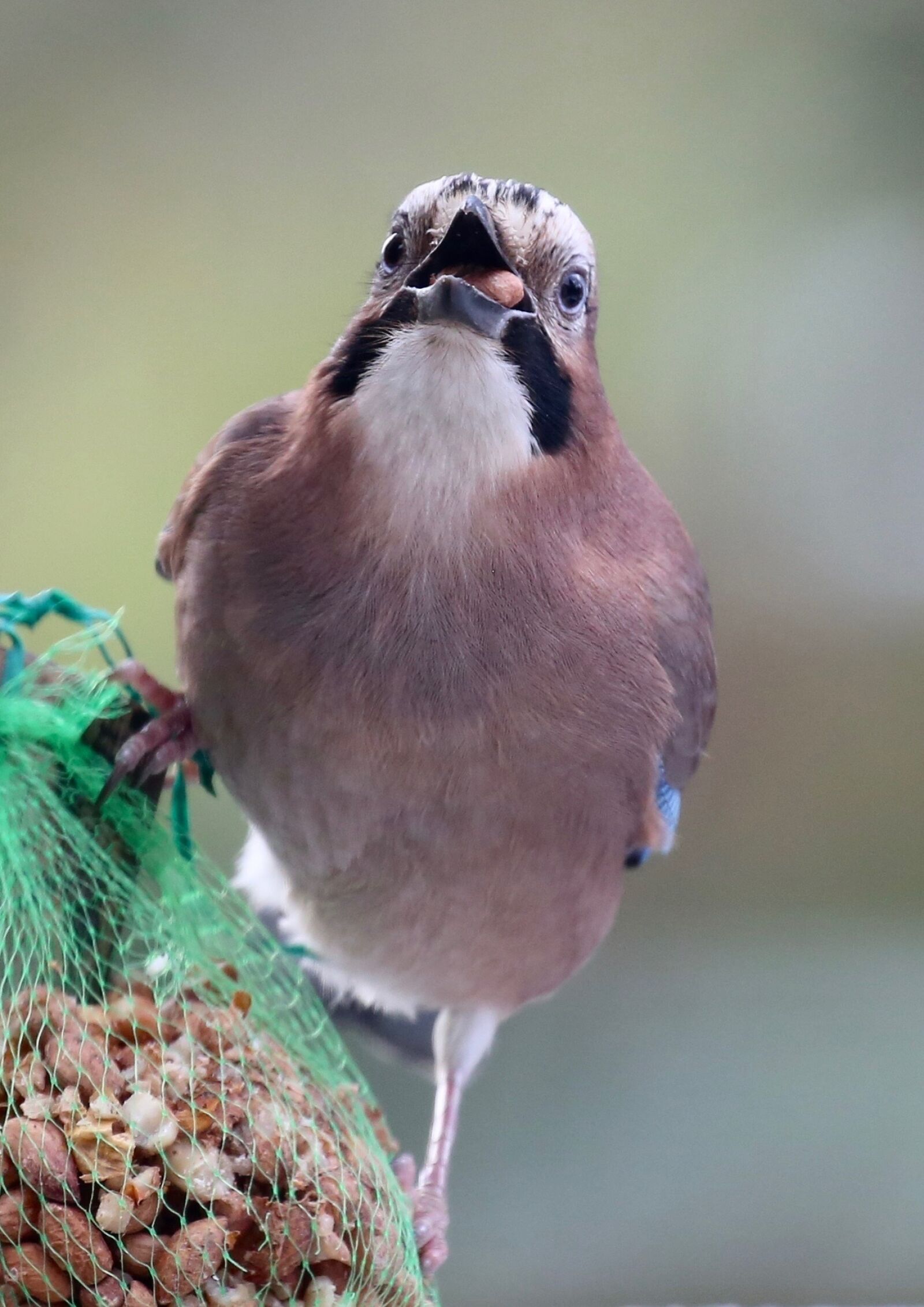 Canon EOS 5D Mark III sample photo. Nature, animals, birds photography