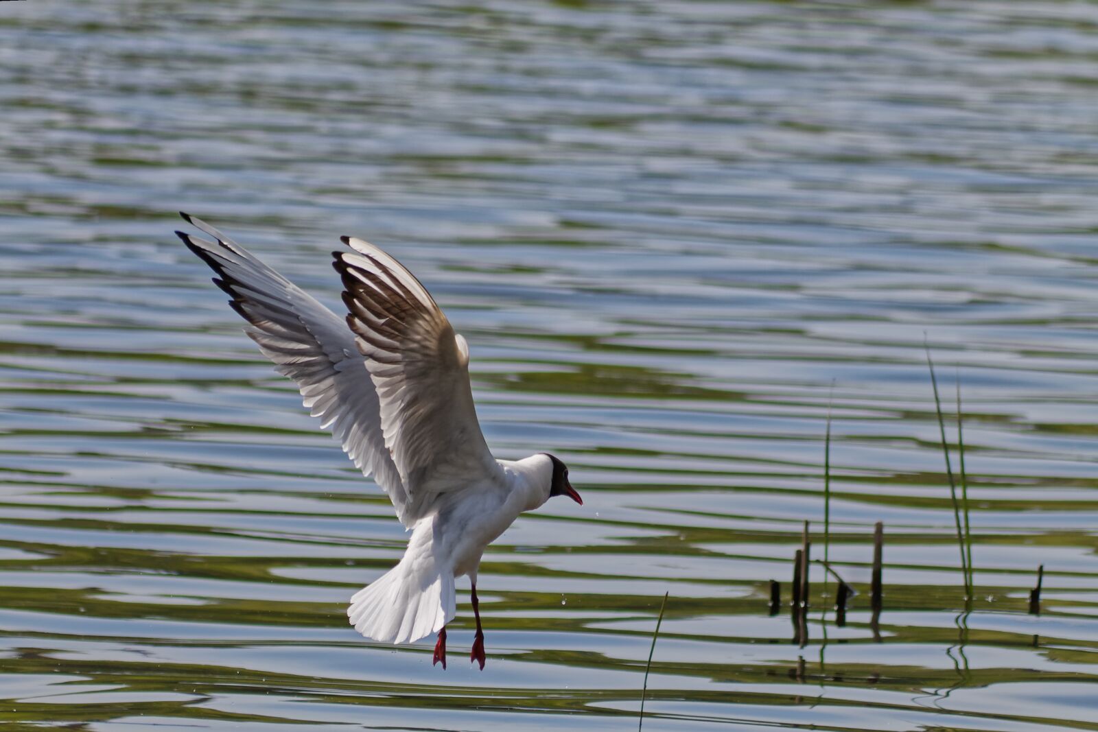 Canon EOS 1100D (EOS Rebel T3 / EOS Kiss X50) sample photo. Seagull, flight, pond photography
