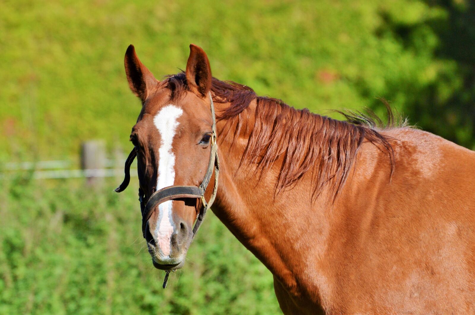Nikon D3200 sample photo. Horse, ride, reiter photography