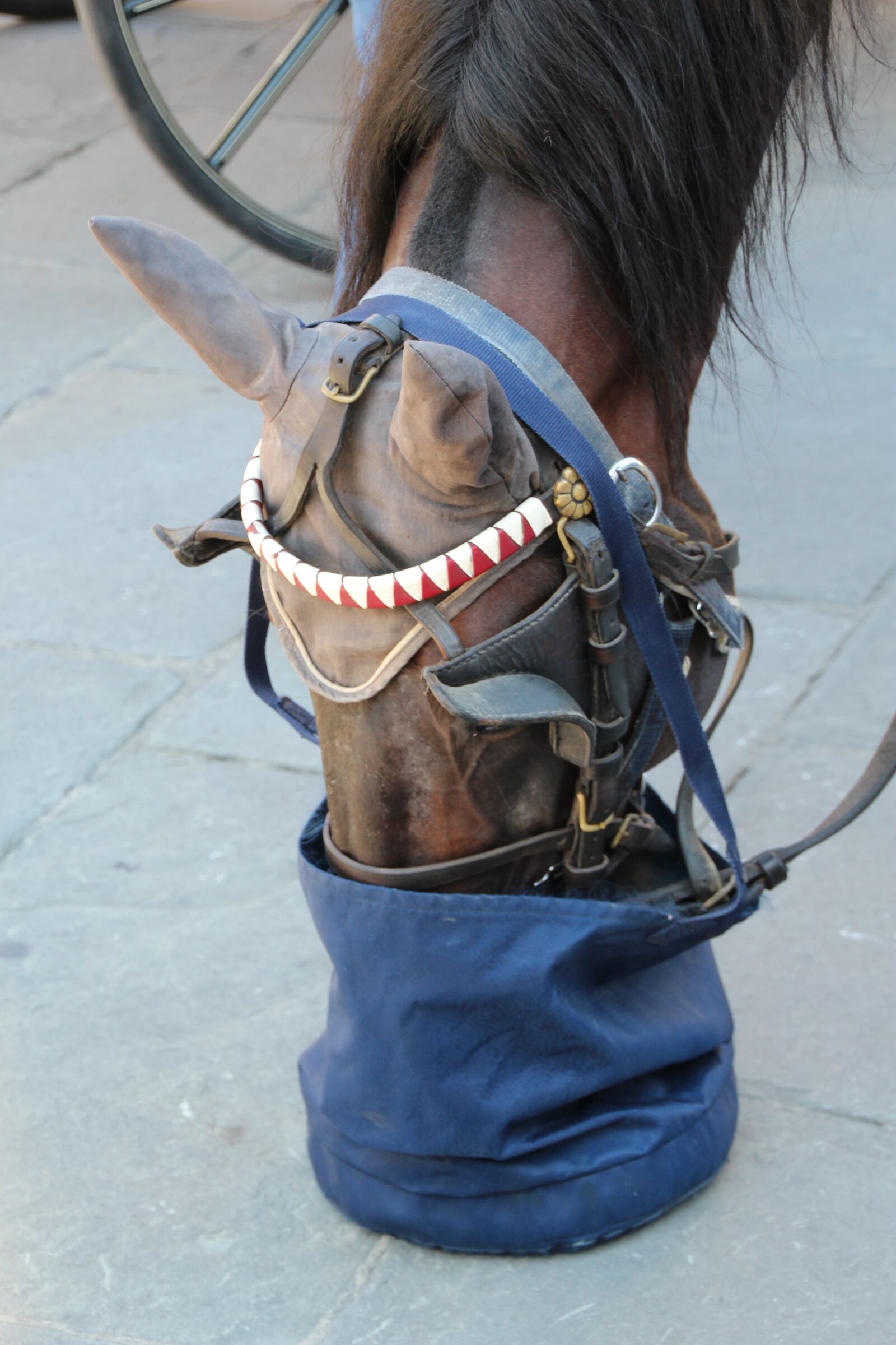 Canon EOS 1200D (EOS Rebel T5 / EOS Kiss X70 / EOS Hi) sample photo. Horse, food, florence photography