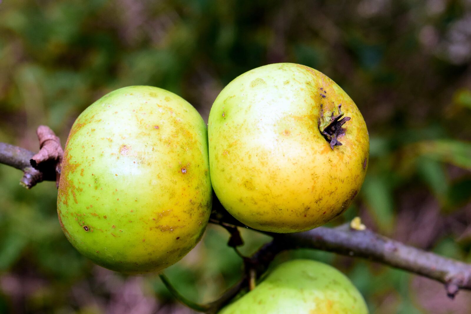 Nikon D3300 sample photo. Nature, fruit, apple, food photography
