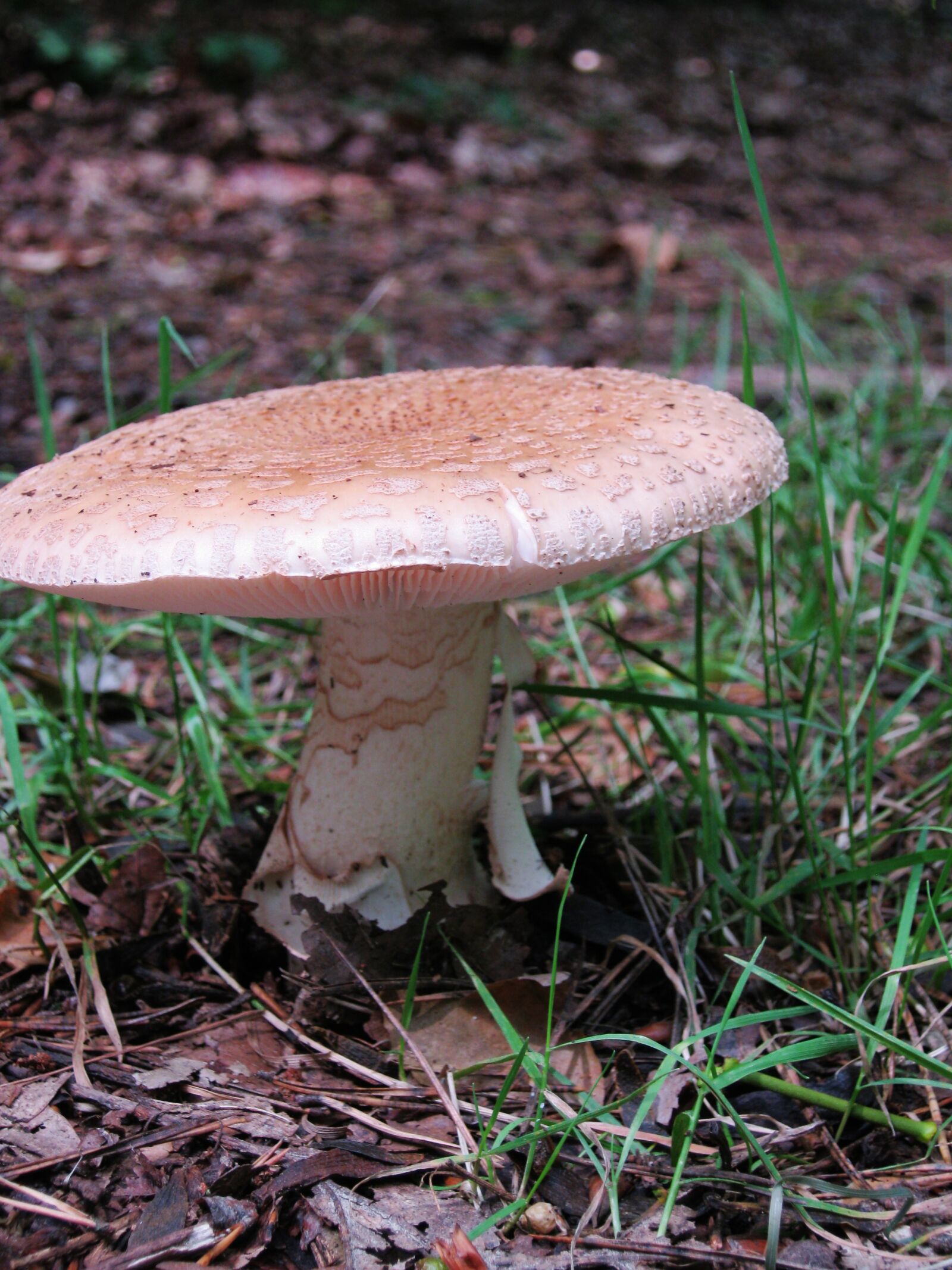Canon PowerShot A495 sample photo. Mushrooms, forest, autumn photography