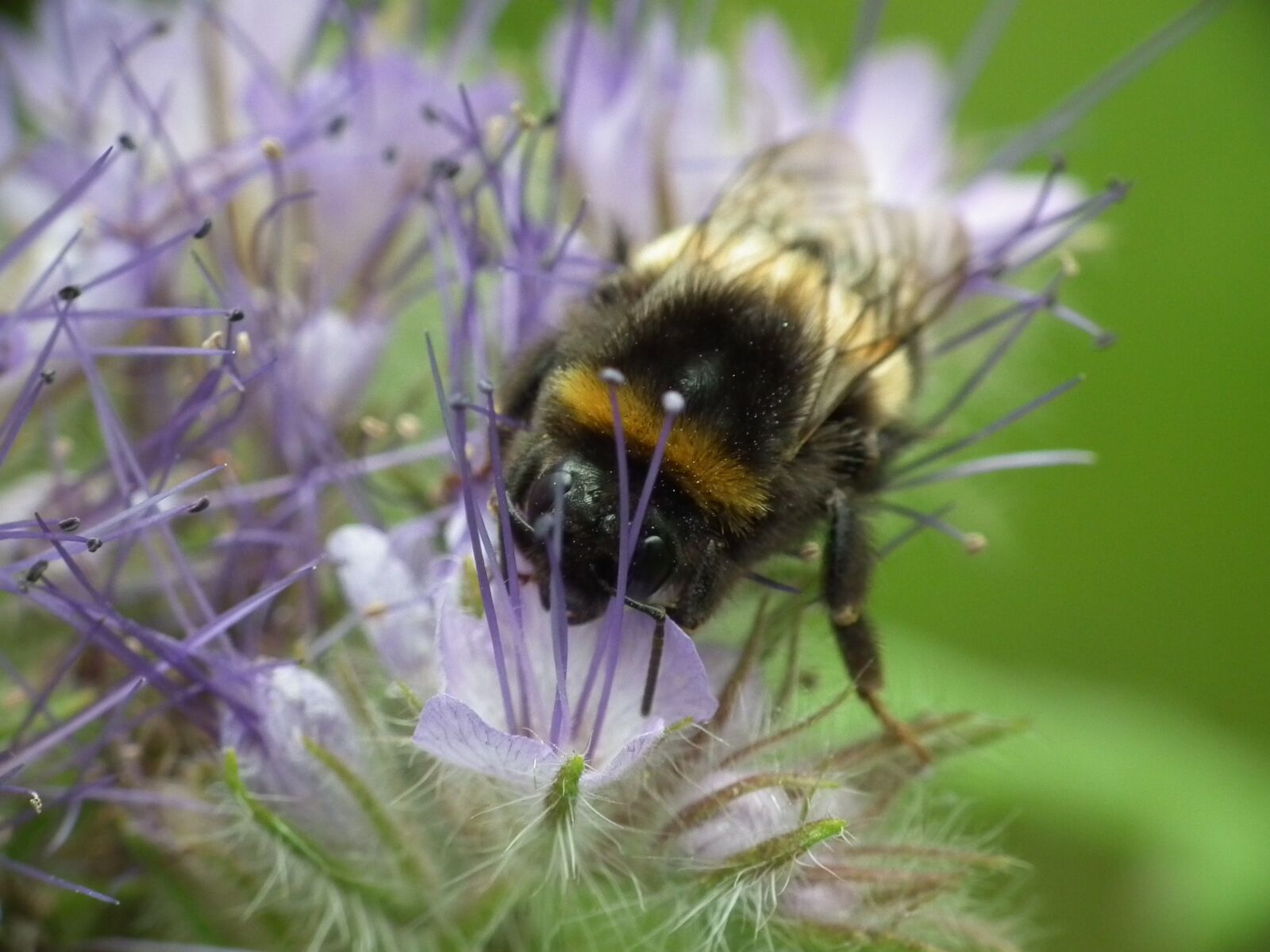 FujiFilm FinePix HS10 (FinePix HS11) sample photo. Hummel, blossom, bloom photography