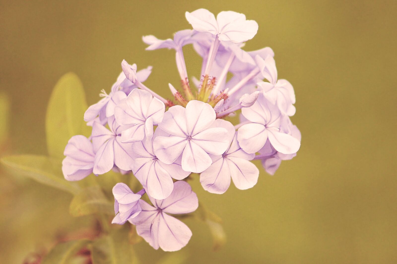Canon EOS 600D (Rebel EOS T3i / EOS Kiss X5) sample photo. Vintage, blossom, bloom photography