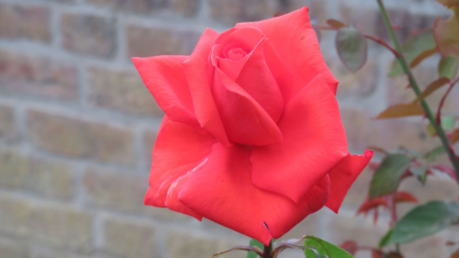 Canon PowerShot SX540 HS sample photo. Rose, flowers, blossom photography