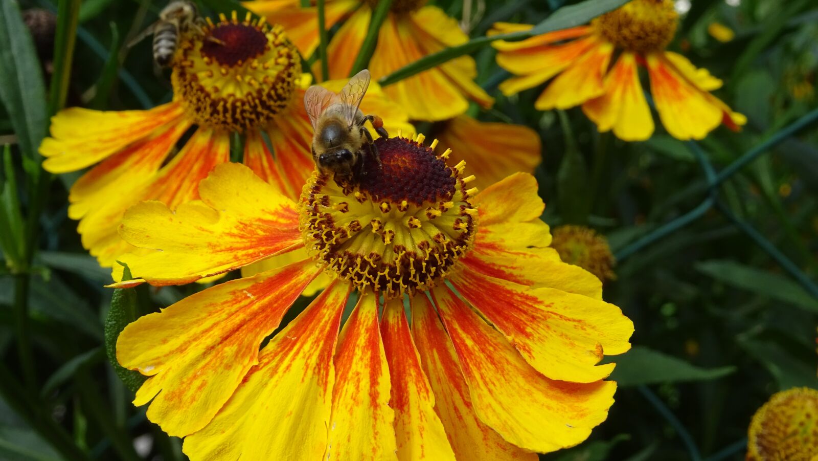 Sony DSC-HX60 sample photo. Bee, flower, nectar photography
