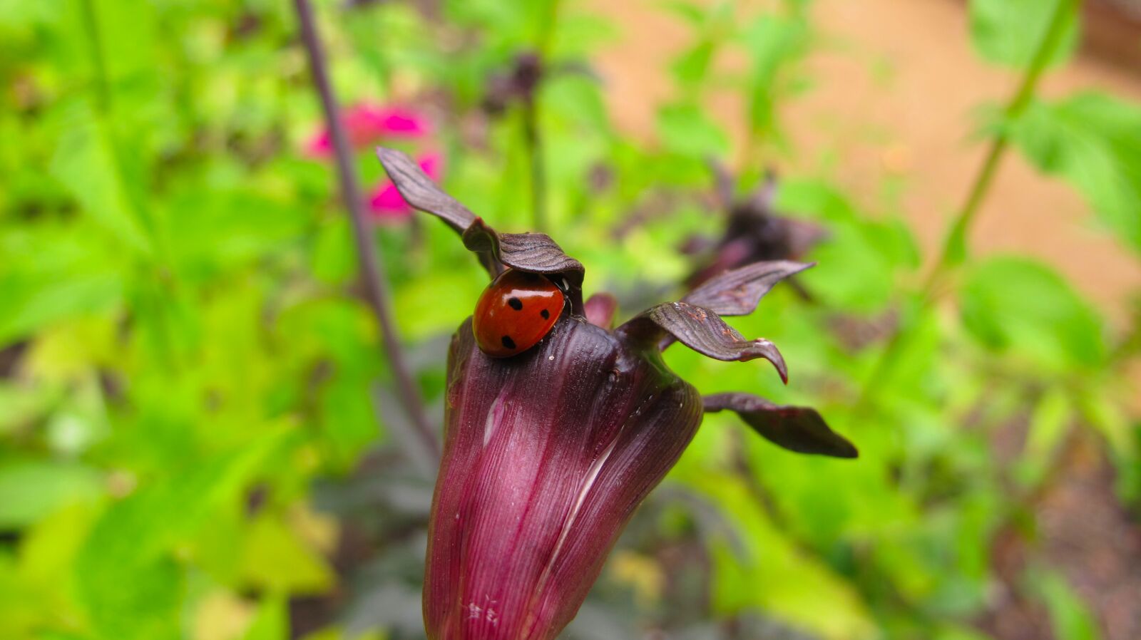 Canon PowerShot G12 + 6.1 - 30.5 mm sample photo. Ladybug, nature, green photography