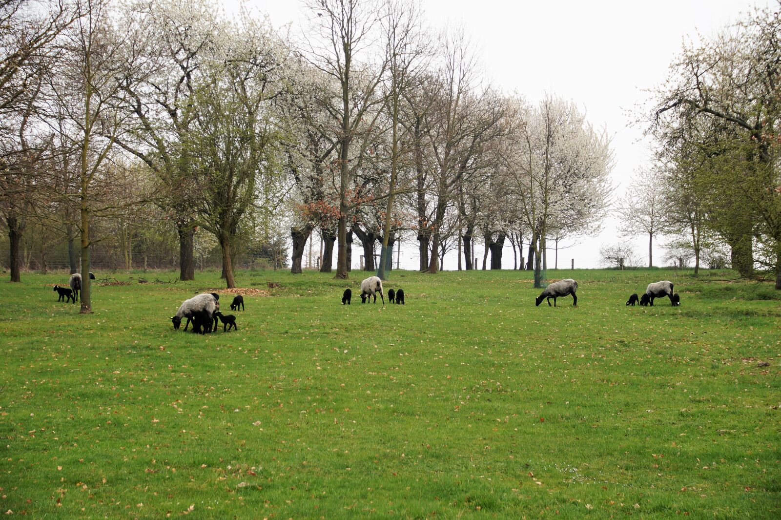 Sony SLT-A58 sample photo. Sheep, suffolk, animal photography