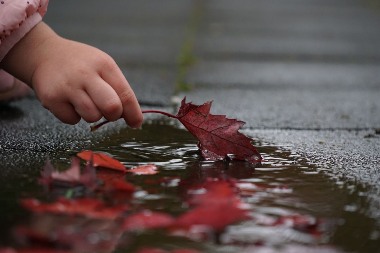 Sony a6000 + Sony E PZ 18-105mm F4 G OSS sample photo. Autumn, hand, leaves photography