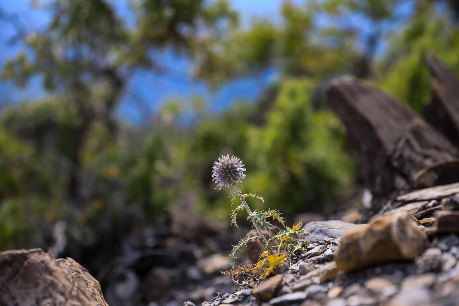 Canon EOS 5D Mark IV sample photo. Plant, flower, daylight, outdoor photography