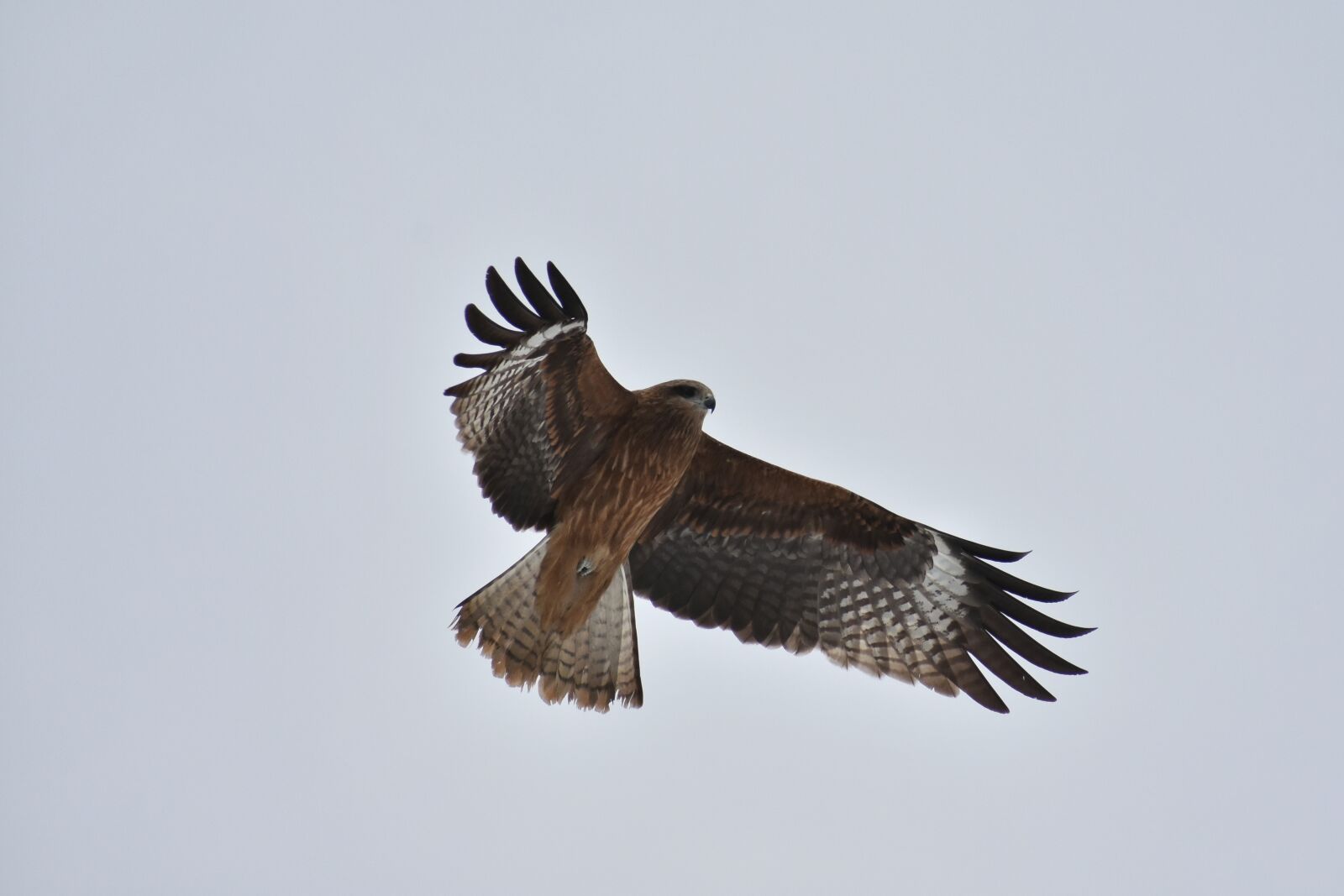 Nikon D7200 sample photo. Animal, sky, bird photography