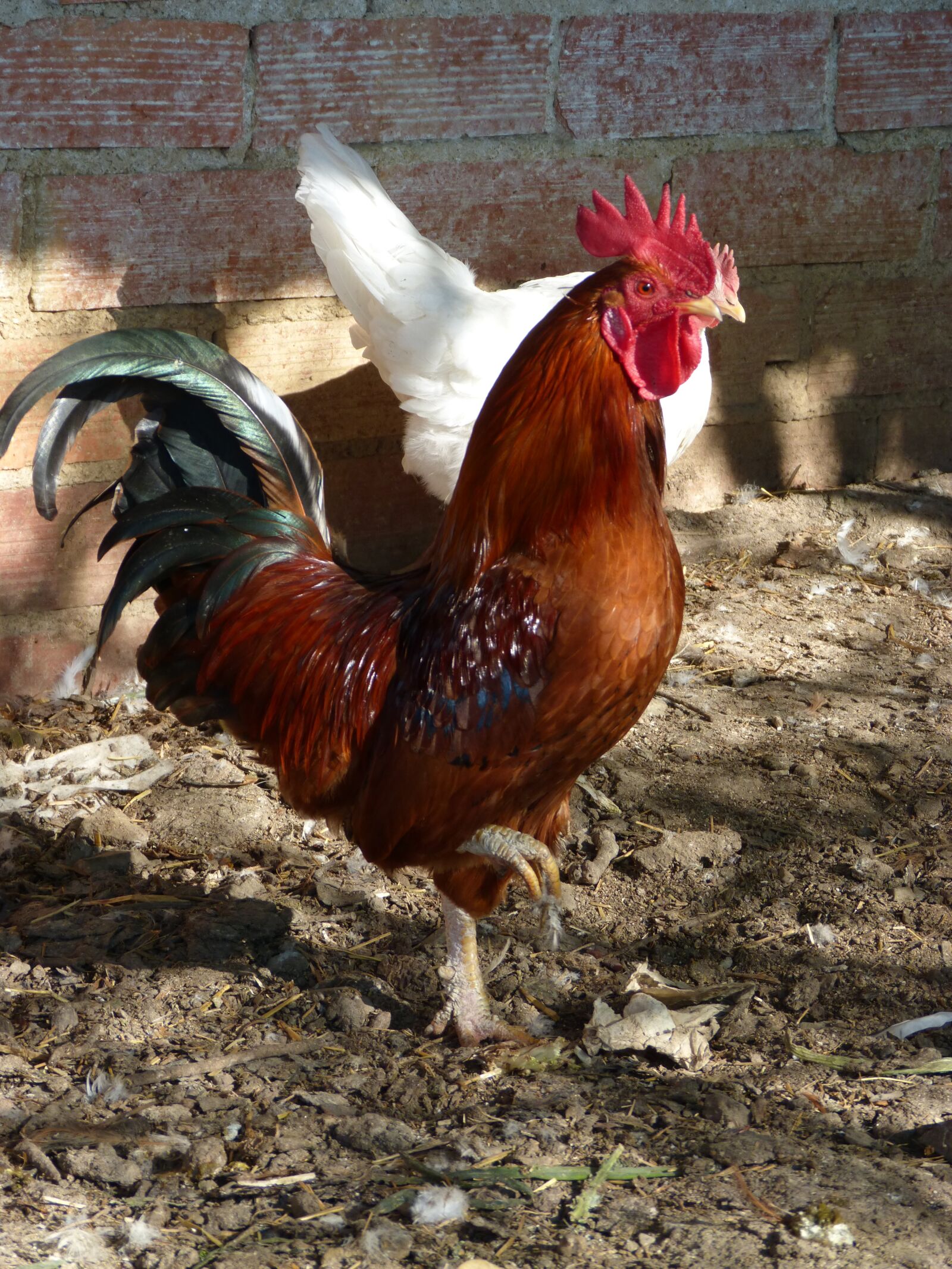 Panasonic DMC-FZ62 sample photo. Gallo, poultry, chicken photography