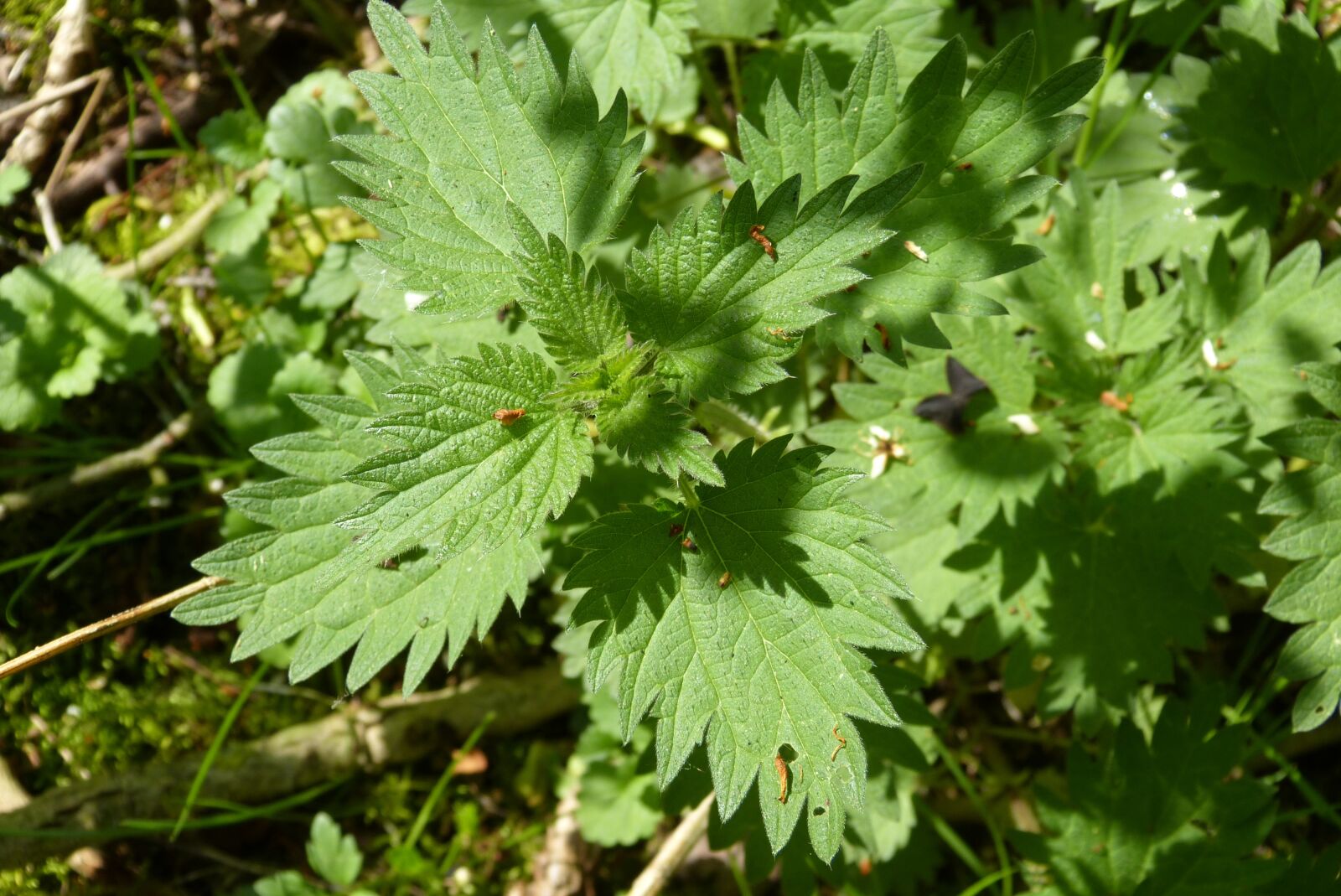 Panasonic Lumix DMC-FZ150 sample photo. Medicinal plant, stinging nettle photography