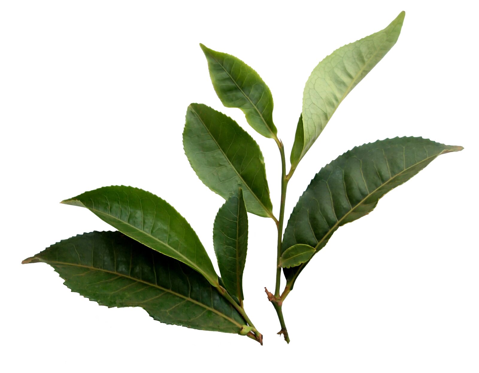 Olympus TG-1 sample photo. Tea, leaf, plant photography