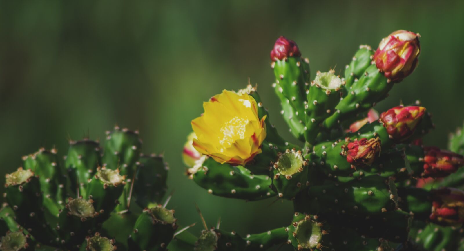 Nikon D7000 sample photo. Cactus, prickly pear, yellow photography